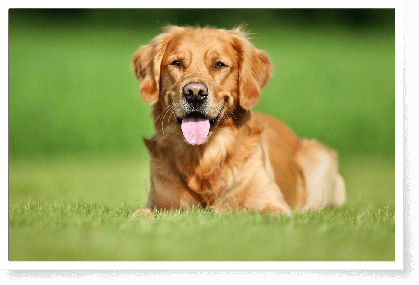 A dog lying on grass