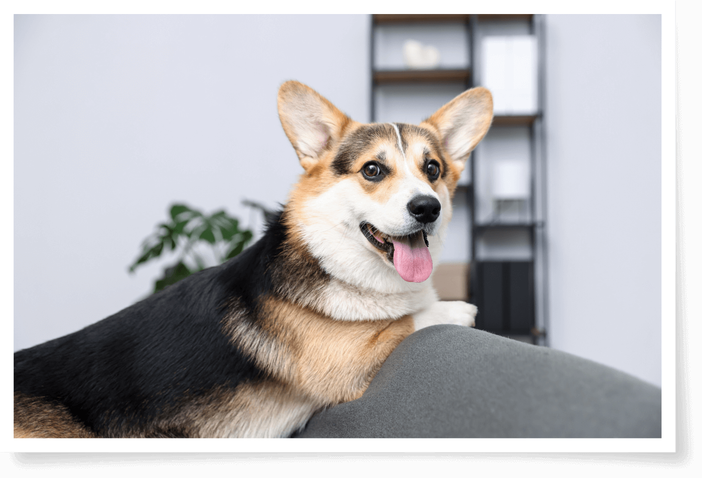 A Corgi dog on a sofa